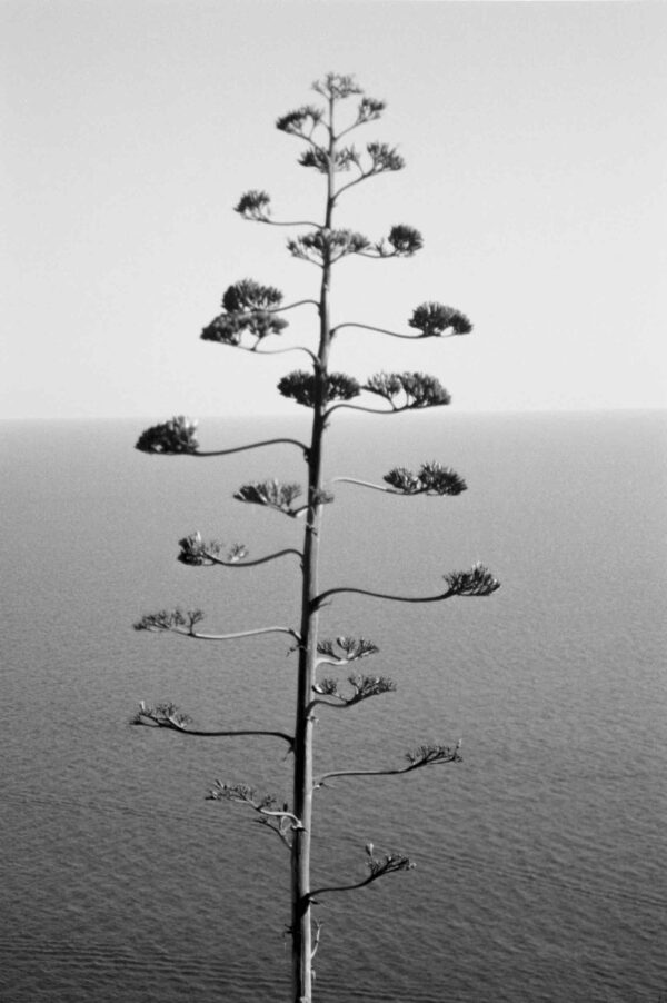 Trees in tree