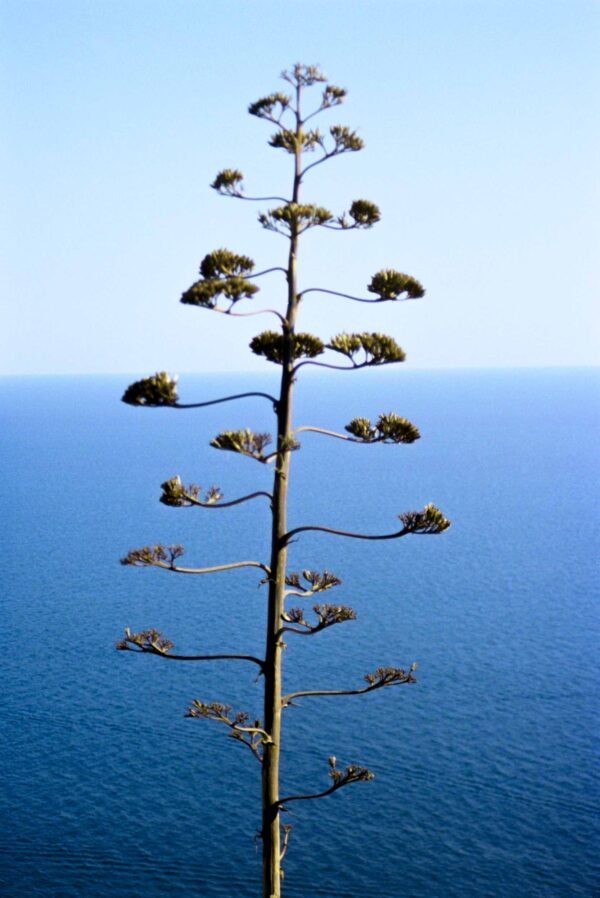 Trees in tree blue