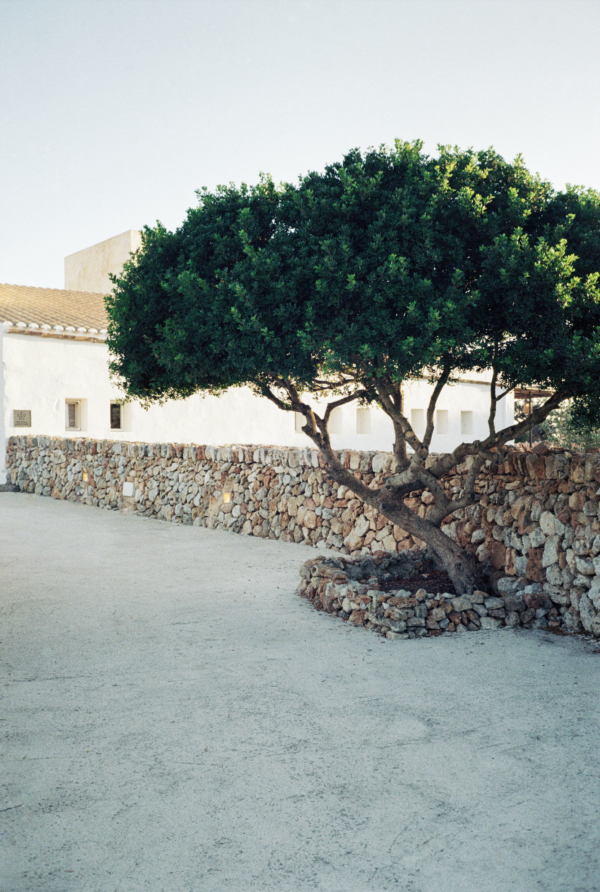 Menorcan tree